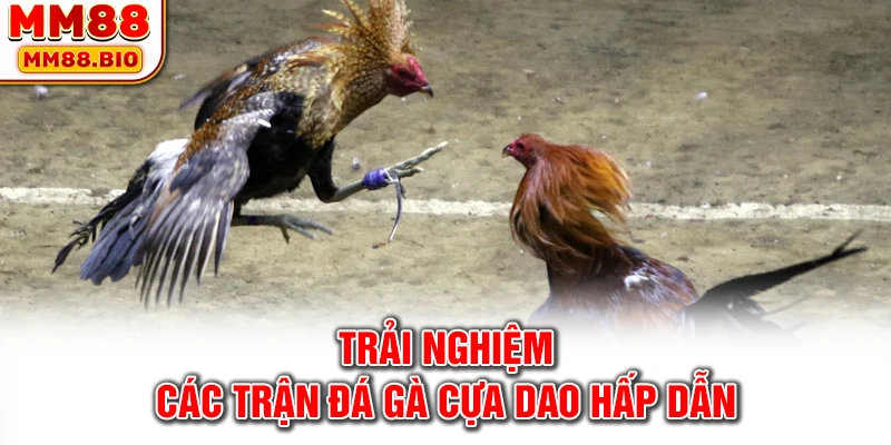 Trải nghiệm các trận đá gà cựa dao hấp dẫn