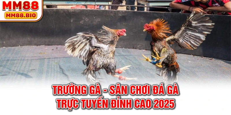 Trường Gà - Sân Chơi Đá Gà Trực Tuyến Đỉnh Cao 2025