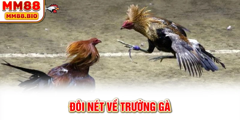 Đôi nét về trường gà
