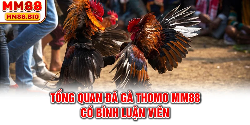 Tổng quan đá gà Thomo MM88 có bình luận viên